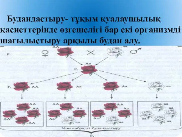 Будандастыру- тұқым қуалаушылық қасиеттерінде өзгешелігі бар екі организмді шағылыстыру арқылы будан алу.