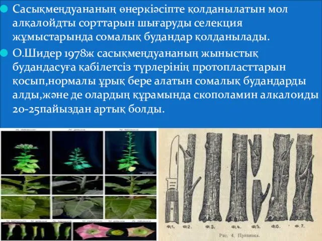 Сасықмеңдуананың өнеркіәсіпте қолданылатын мол алқалойдты сорттарын шығаруды селекция жұмыстарында сомалық