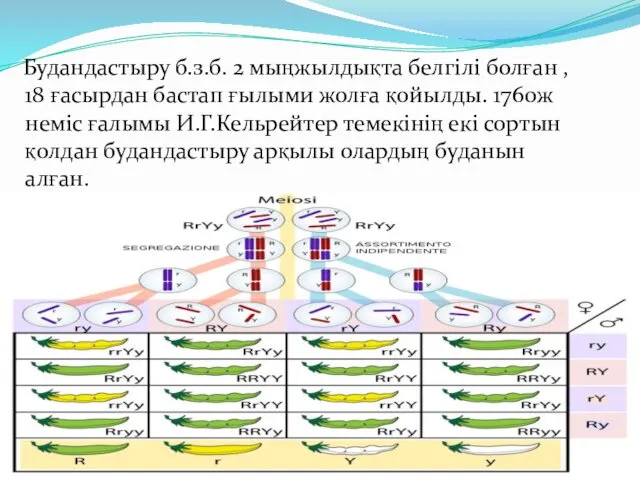 Будандастыру б.з.б. 2 мыңжылдықта белгілі болған , 18 ғасырдан бастап