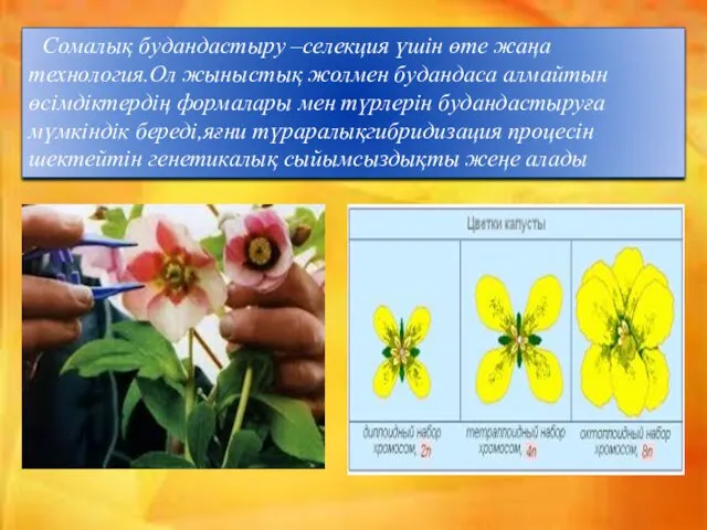 . Сомалық будандастыру –селекция үшін өте жаңа технология.Ол жыныстық жолмен