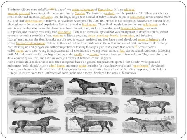 The horse (Equus ferus caballus)[2][3] is one of two extant