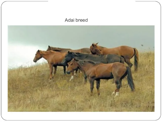 Adai breed