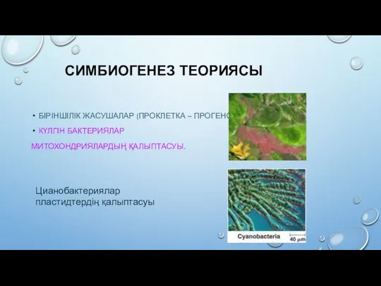 СИМБИОГЕНЕЗ ТЕОРИЯСЫ БІРІНШІЛІК ЖАСУШАЛАР (ПРОКЛЕТКА – ПРОГЕНОТ) КҮЛГІН БАКТЕРИЯЛАР МИТОХОНДРИЯЛАРДЫҢ ҚАЛЫПТАСУЫ. Цианобактериялар пластидтердің қалыптасуы