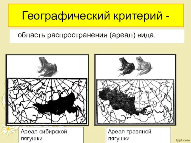 Географический критерий - область распространения (ареал) вида. Ареал сибирской лягушки Ареал травяной лягушки