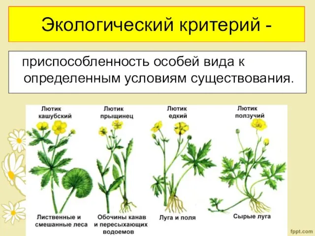 Экологический критерий - приспособленность особей вида к определенным условиям существования.