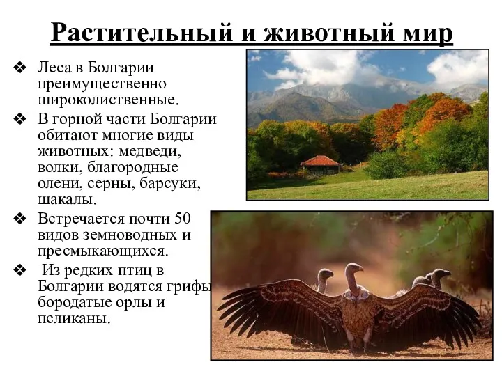 Леса в Болгарии преимущественно широколиственные. В горной части Болгарии обитают