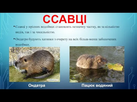 Ссавці у прісних водоймах становлять незначну частку, як за кількістю