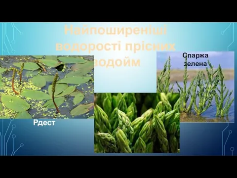 Найпоширеніші водорості прісних водойм Рдест Спаржа зелена