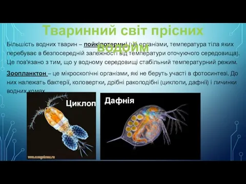 Більшість водних тварин – пойкілотермні (це організми, температура тіла яких