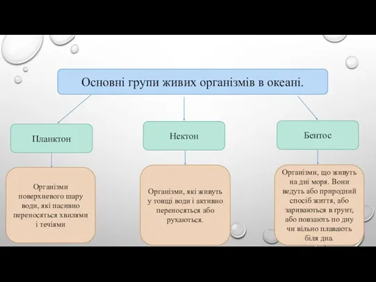 Основні групи живих організмів в океані. Планктон Нектон Бентос Організми