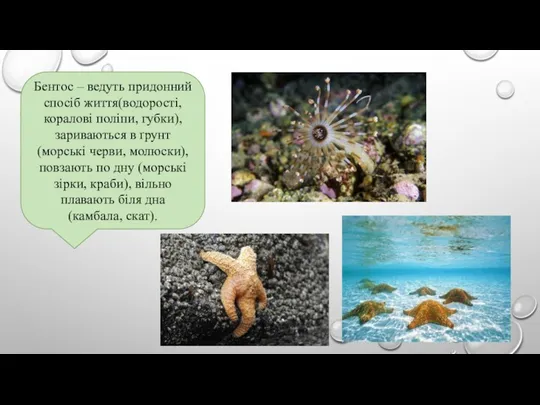 Бентос – ведуть придонний спосіб життя(водорості, коралові поліпи, губки), зариваються