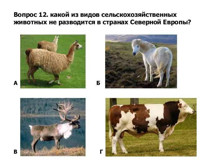 Вопрос 12. какой из видов сельскохозяйственных животных не разводится в