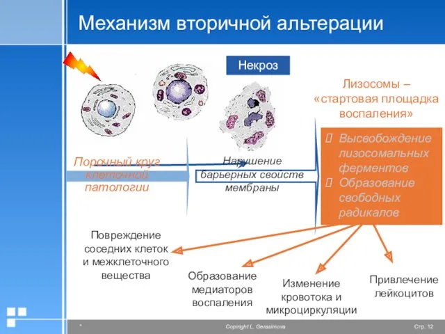Механизм вторичной альтерации Некроз Повреждение соседних клеток и межклеточного вещества Привлечение лейкоцитов Образование