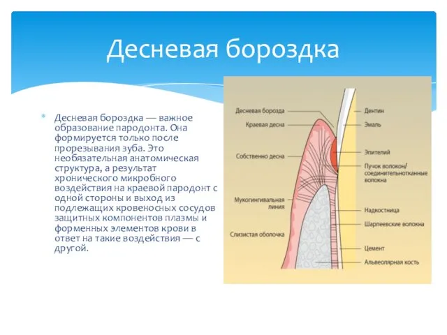 Десневая бороздка — важное образование пародонта. Она формируется только после