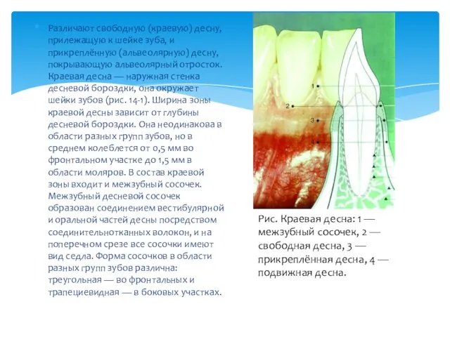 Различают свободную (краевую) десну, прилежащую к шейке зуба, и прикреплённую