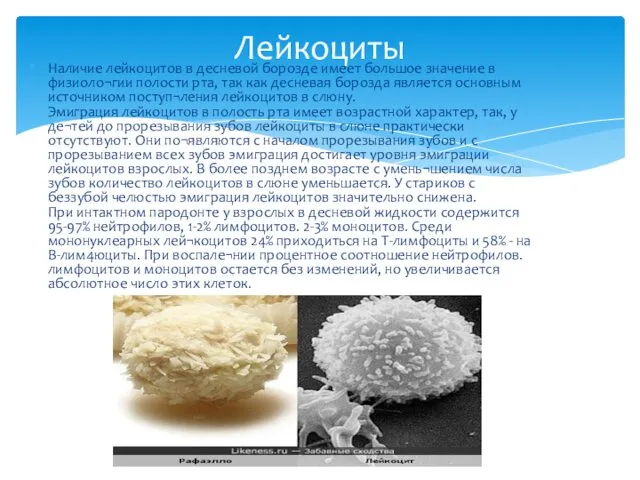 Наличие лейкоцитов в десневой борозде имеет большое значение в физиоло¬гии