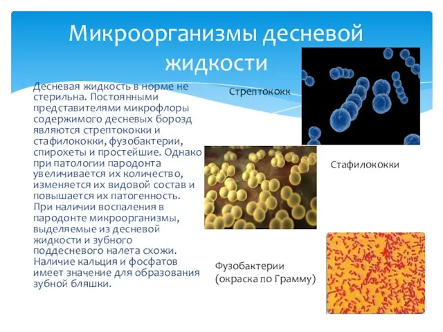 Десневая жидкость в норме не стерильна. Постоянными представителями микрофлоры содержимого