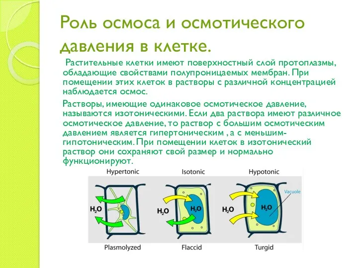 Роль осмоса и осмотического давления в клетке. Растительные клетки имеют