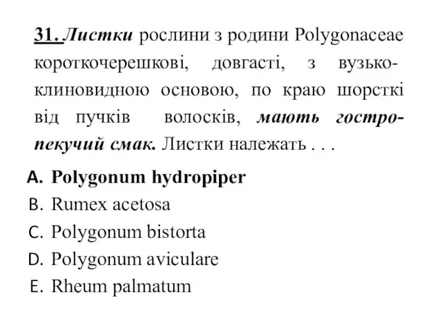 31. Листки рослини з родини Polygonaceae короткочерешкові, довгасті, з вузько-клиновидною основою, по краю