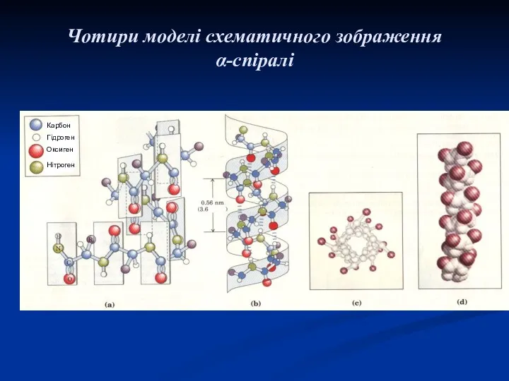 Чотири моделі схематичного зображення α-спіралі Карбон Гідроген Оксиген Нітроген