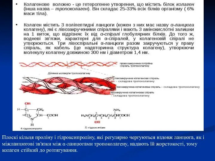 Плоскі кільця проліну і гідроксипроліну, які регулярно чергуються вздовж ланцюга,