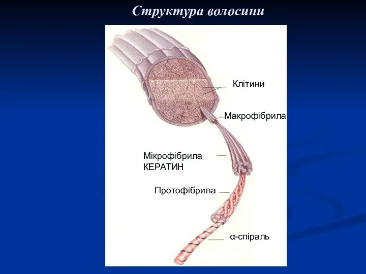 Клітини Поперечный разрез волоса Макрофібрила Мікрофібрила КЕРАТИН Протофібрила α-спіраль Структура волосини