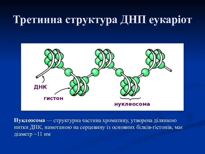 Третинна структура ДНП еукаріот Нуклеосома — структурна частина хроматину, утворена