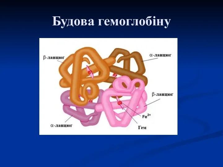 Будова гемоглобіну