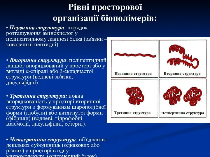 • Первинна структура: порядок розташування амінокислот у поліпептидному ланцюзі білка