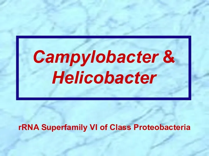 rRNA Superfamily VI of Class Proteobacteria