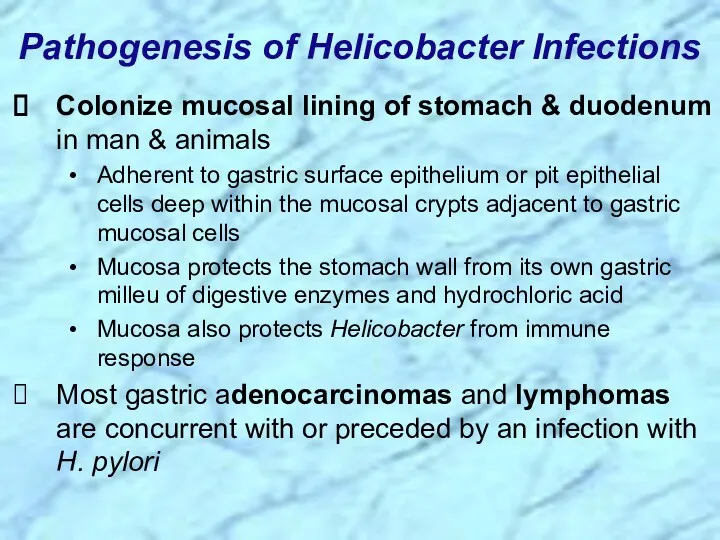 Colonize mucosal lining of stomach & duodenum in man &