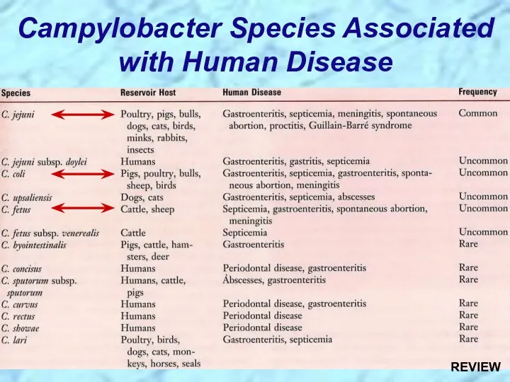 Campylobacter Species Associated with Human Disease REVIEW