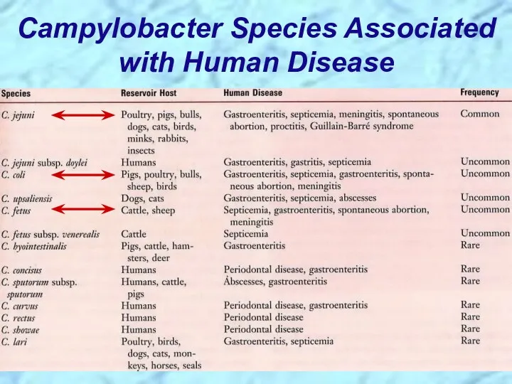 Campylobacter Species Associated with Human Disease