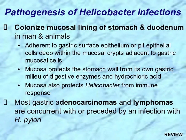 Colonize mucosal lining of stomach & duodenum in man &