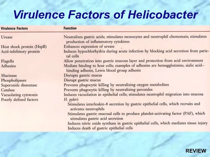 Virulence Factors of Helicobacter REVIEW