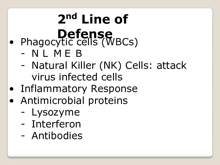 Phagocytic cells (WBCs) N L M E B Natural Killer