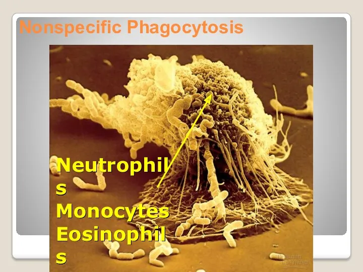 Nonspecific Phagocytosis Neutrophils Monocytes Eosinophils