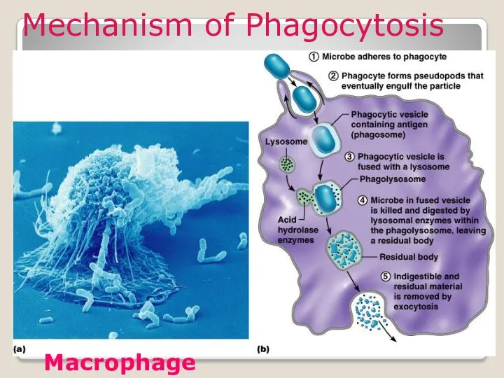 Mechanism of Phagocytosis Mechanism of Phagocytosis Macrophage