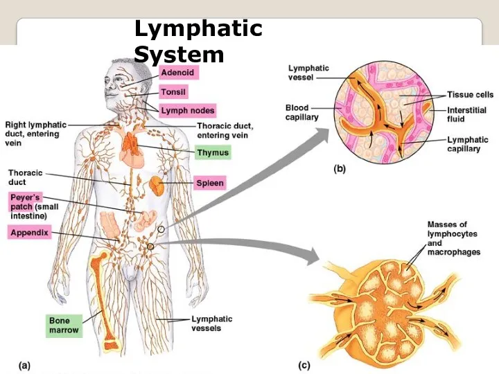 Lymphatic System