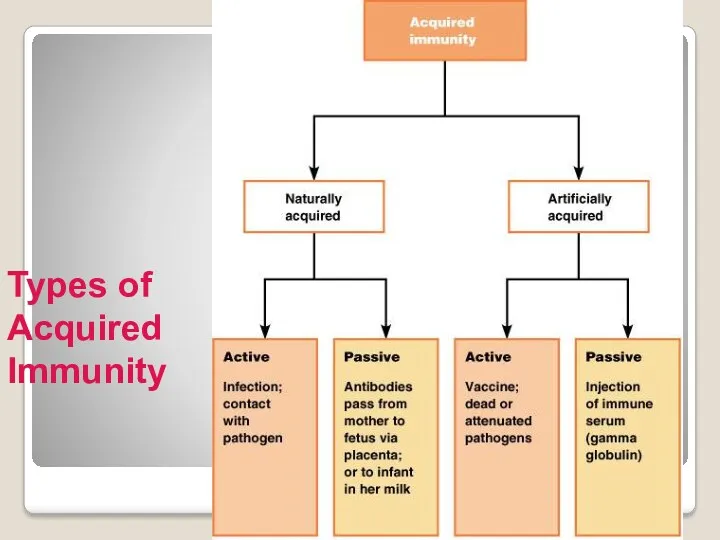 Types of Acquired Immunity