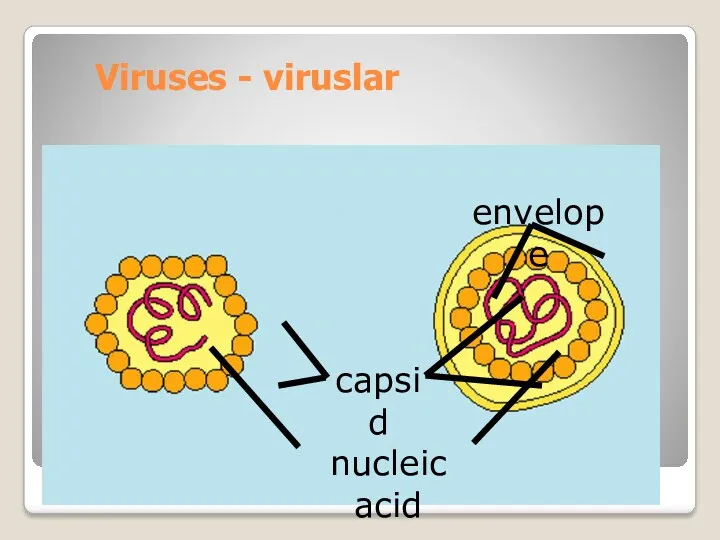 Viruses - viruslar