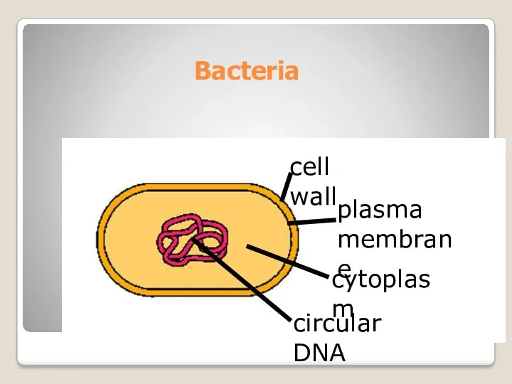 Bacteria