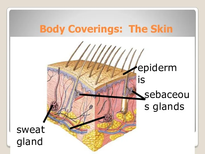 Body Coverings: The Skin