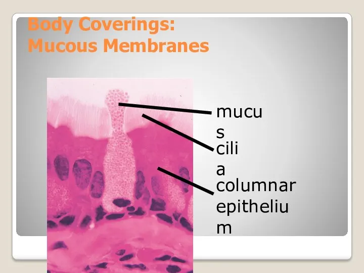 Body Coverings: Mucous Membranes