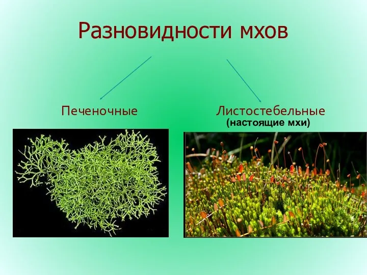 Разновидности мхов Печеночные Листостебельные (настоящие мхи)