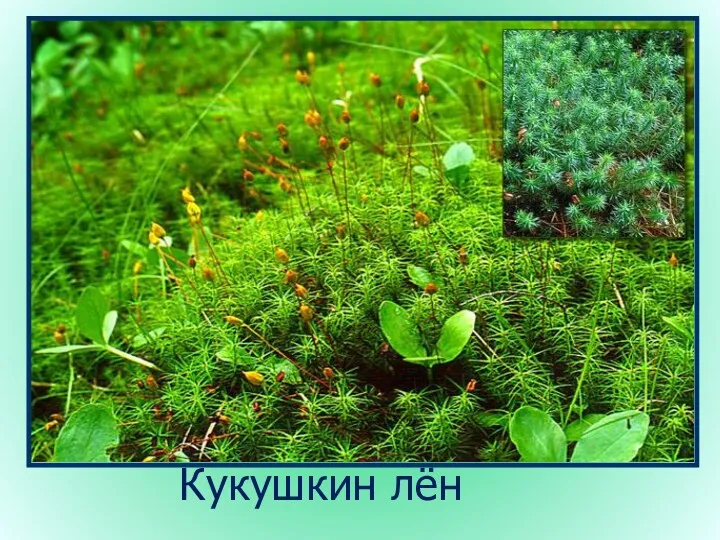 Кукушкин лён