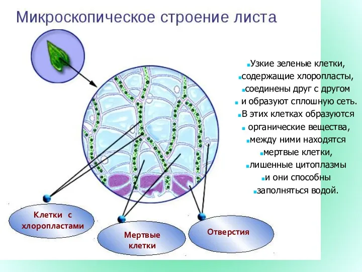 Клетки с хлоропластами Мертвые клетки Отверстия Узкие зеленые клетки, содержащие