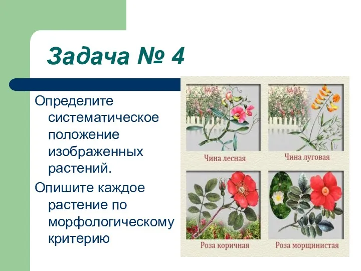 Задача № 4 Определите систематическое положение изображенных растений. Опишите каждое растение по морфологическому критерию