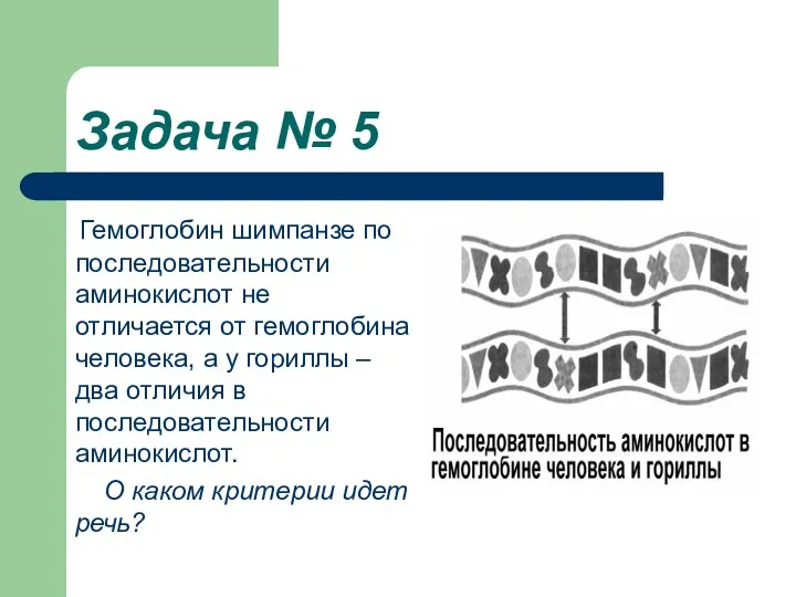 Задача № 5 Гемоглобин шимпанзе по последовательности аминокислот не отличается