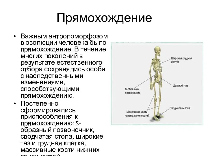 Прямохождение Важным антропоморфозом в эволюции человека было прямохождение. В течение